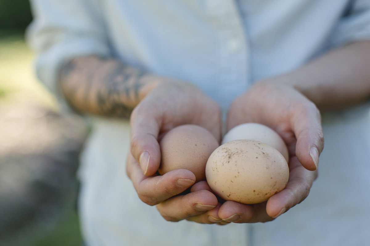 Frisch gelegte Eier einer Farm in Kanada