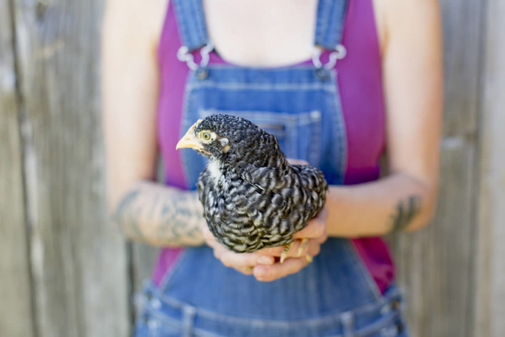 eine Frau hält ein schwarzes Huhn in den Händen