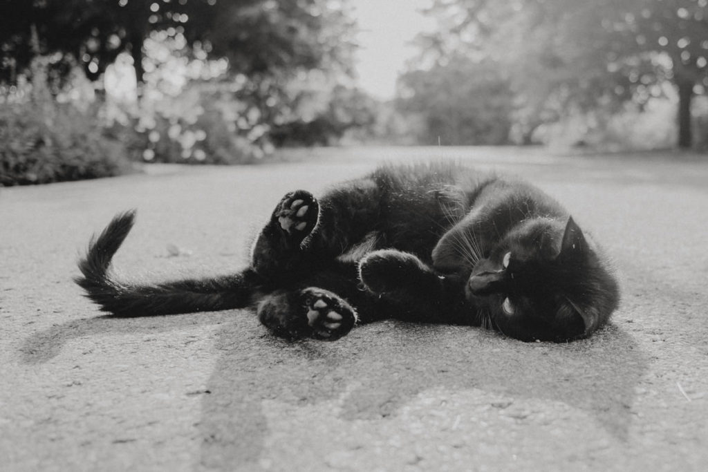 schwar-weiss Foto einer Katze, die gemütlich auf einer ruhigen Straße liegt