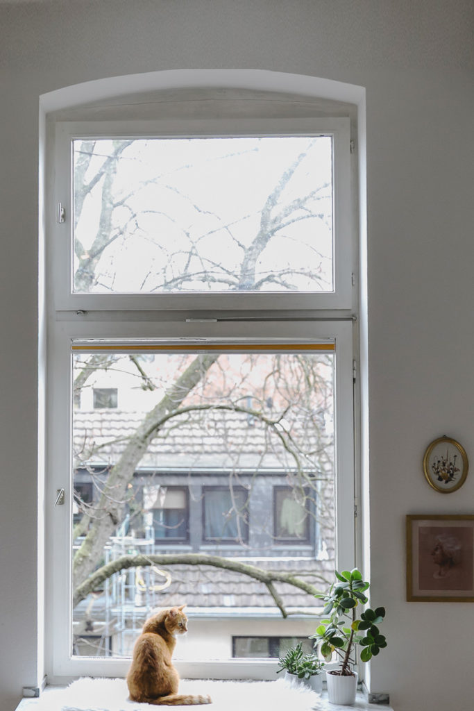 eine braune Katze sitzt vor einem Fenster