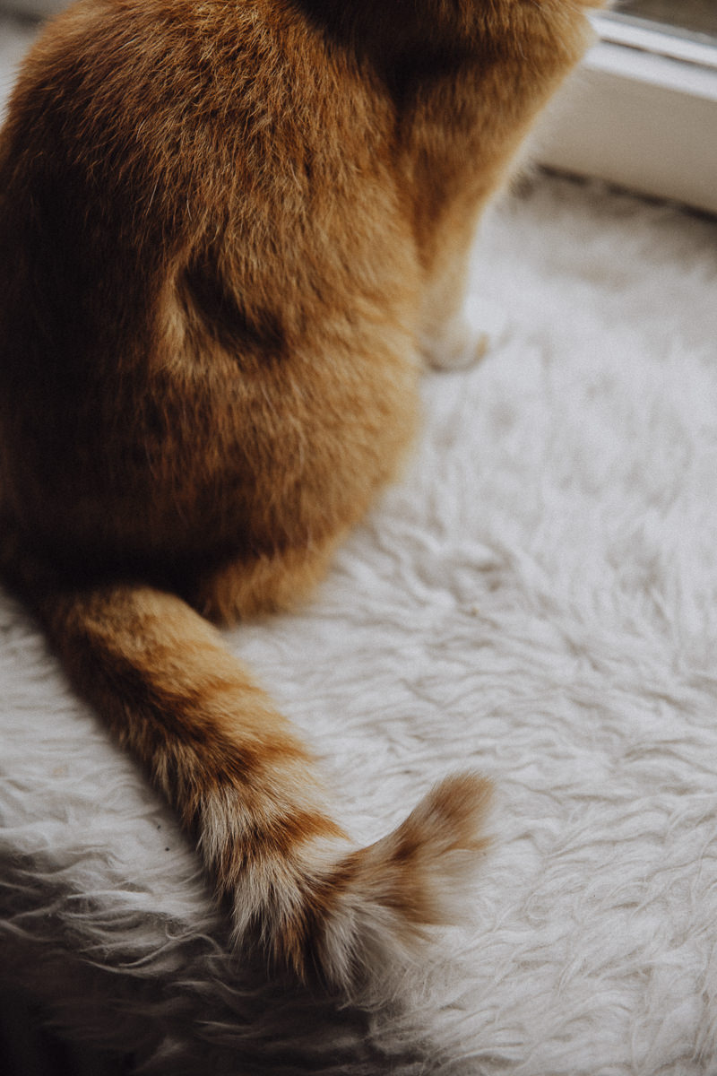Tierfoto von dem Schwanz einer roten Katze