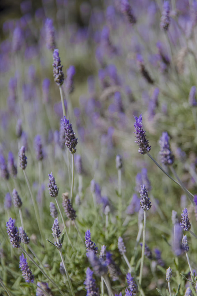 Naturfoto einer Lavendelwiese auf Mallorca | Foto: Hanna Witte