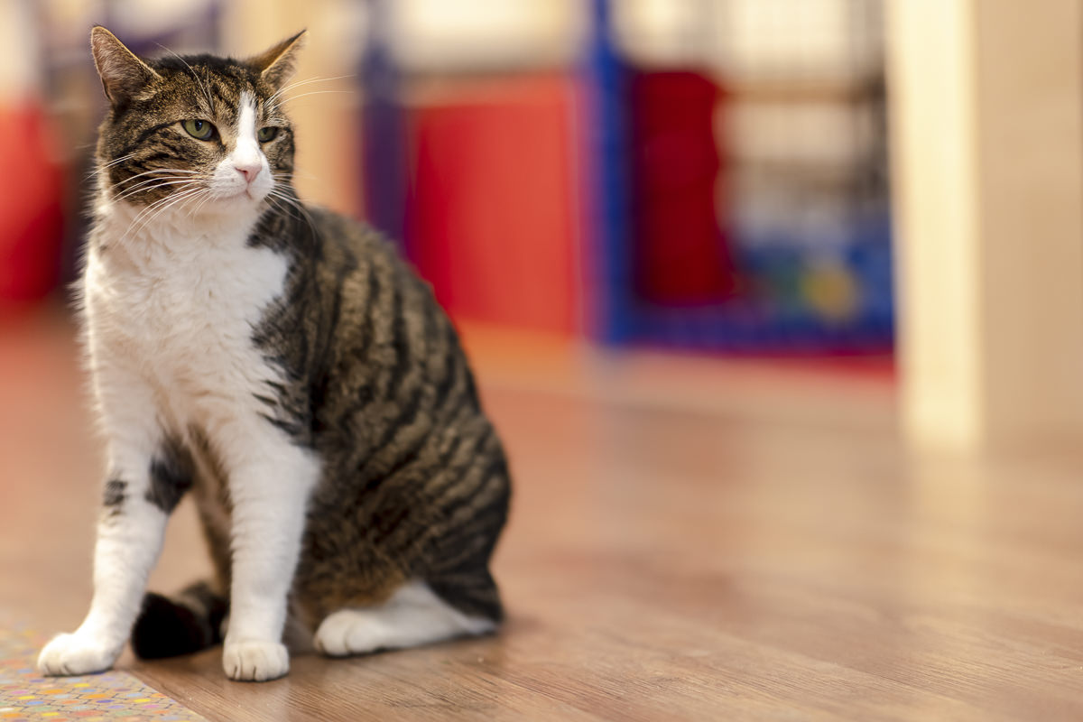 Eine Katze sitzt in der Indoor-Spielhalle eines Familienhotels | Foto: Hanna Witte