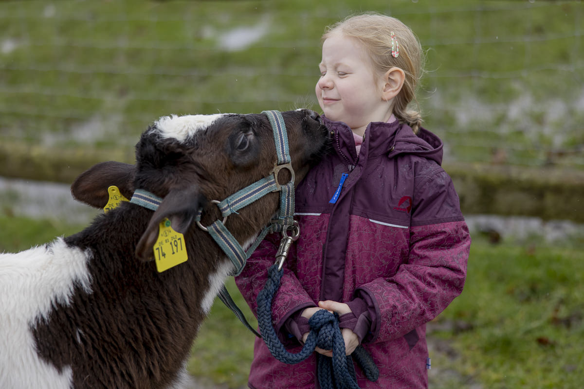 Familienhotel Fotografie Nebensaison: Ein Mädchen geht mit einem Kälbchen spazieren | Foto: Hanna Witte