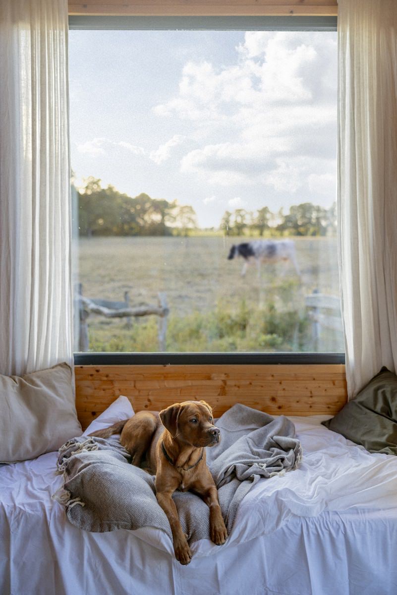 ein Hund liegt auf einem Bett im Kuckuck Tiny House | Foto: Hanna Witte