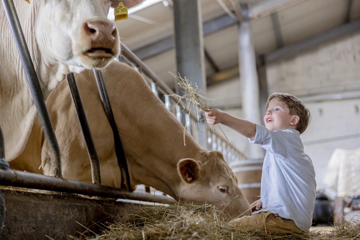 ein Junge füttert im Stall von Ferienhof Hardthöhe Kühe mit Heu | Foto: Hanna Witte