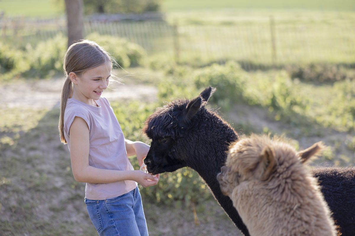 ein Mädchen füttert die Alpacas von Ferienhof Hardthöhe | Foto: Hanna Witte
