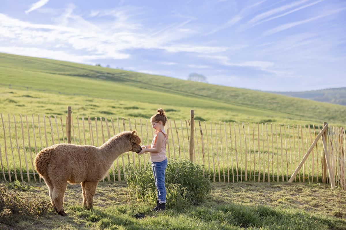 ein Mädchen füttert ein hellbraunes Alpaca von Ferienhof Hardthöhe | Foto: Hanna Witte