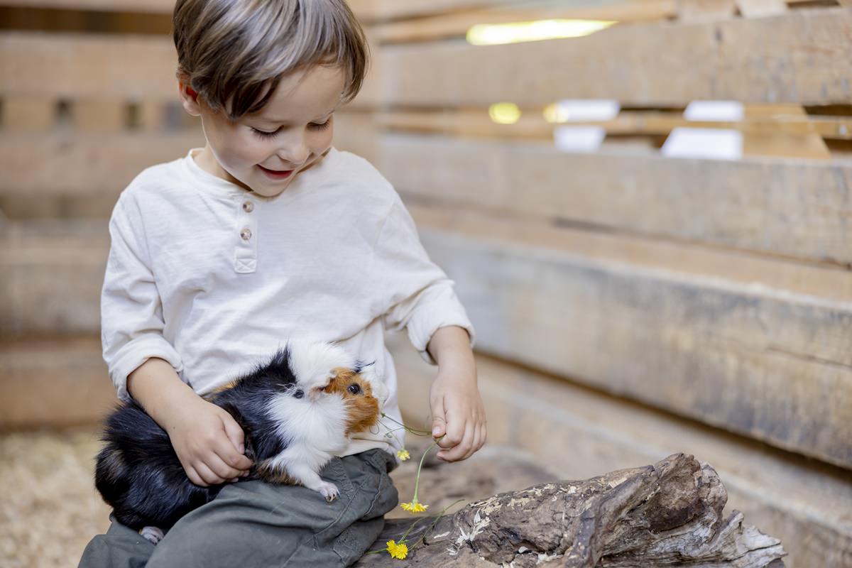 ein kleiner Junge spielt mit einem Meerschweinchen im Kinderhotel Ferienhof Hardthöhe | Foto: Hanna Witte