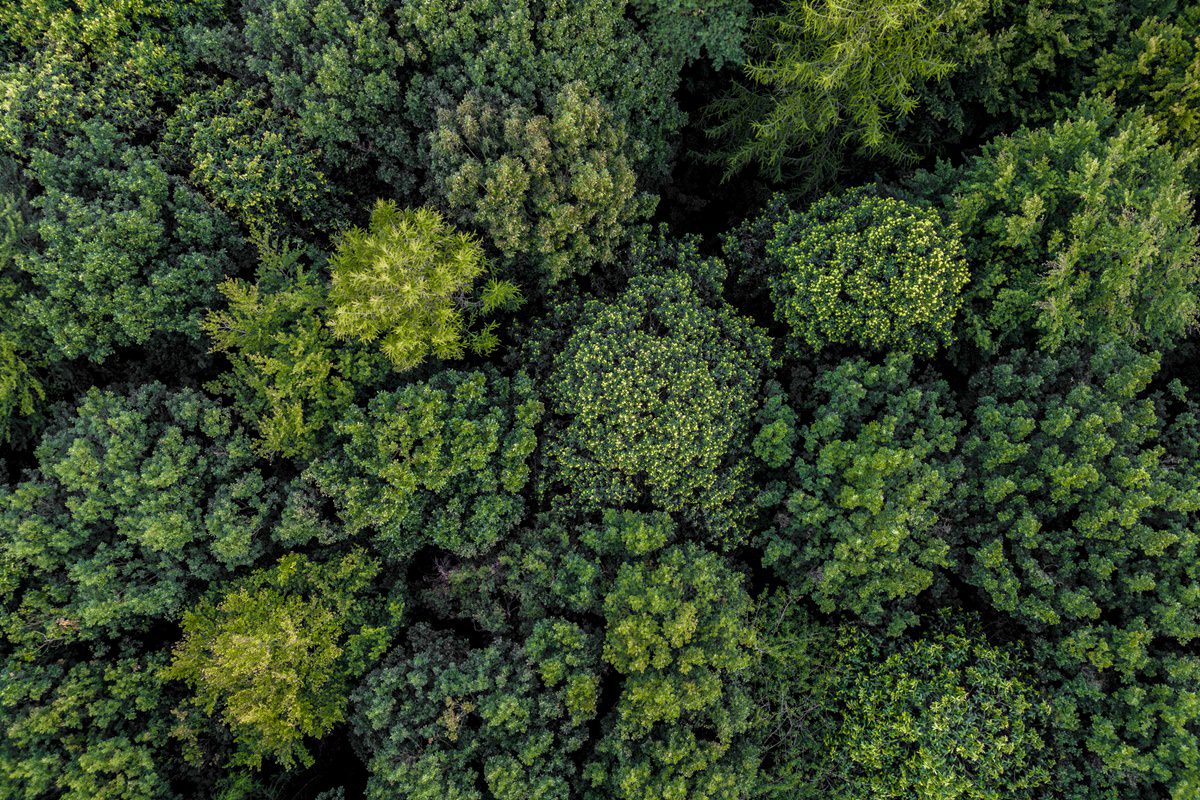Drohnenfoto vom Wald, der um das Waldpiraten-Camp in Heidelberg liegt
