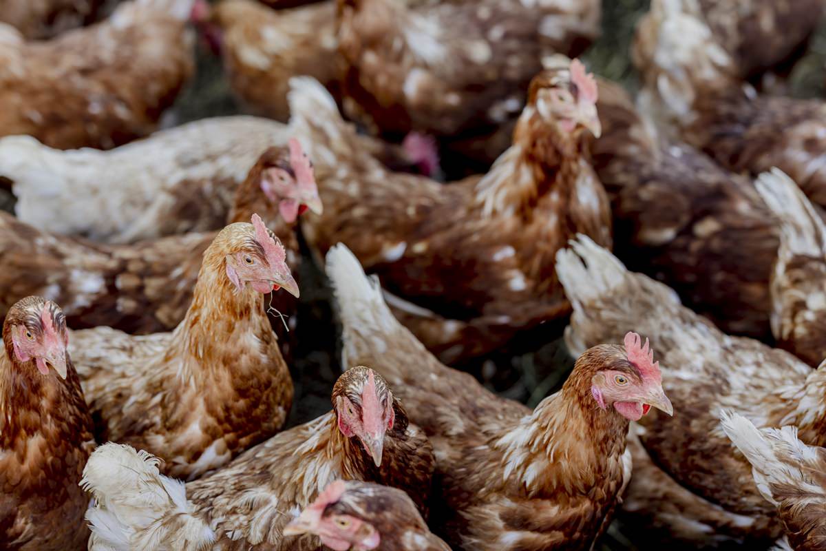 braun-weiße Hühner stehen in der Gruppe nebeneinander | Foto: Hanna Witte