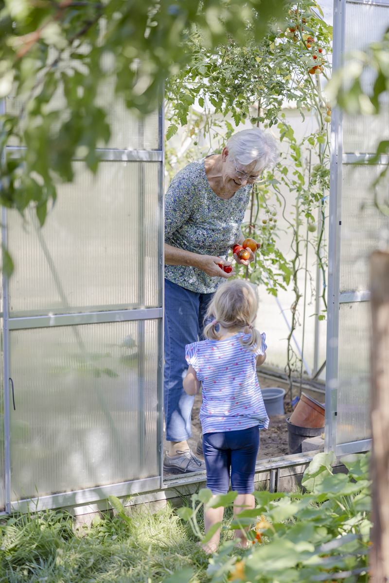 eine Großmutter und ihre Enkelin ernten Tomaten in einem Gewächshaus | Foto: Hanna Witte