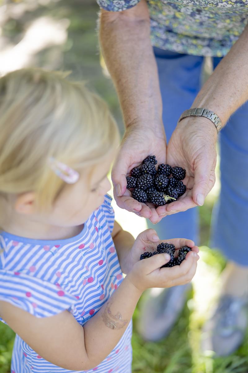 eine Großmutter und ihre Enkelin halten frisch geerntete Brombeeren in den Händen | Foto: Hanna Witte