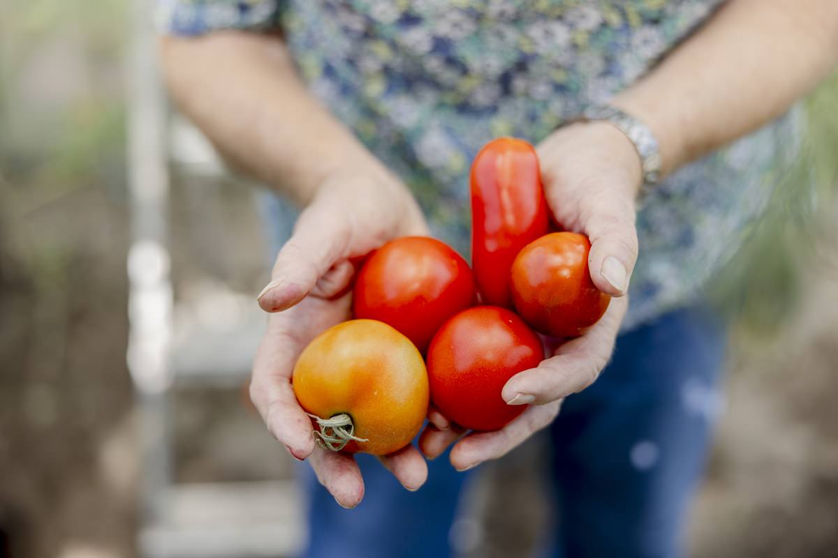 eine Landwirtin hält fünf reife Tomaten in den Händen | Foto: Hanna Witte